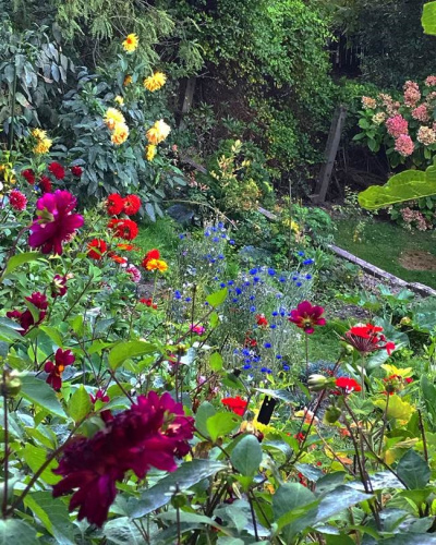 A shot of a garden in daylight, with all kinds of different flowers in an array of colours all growing together.